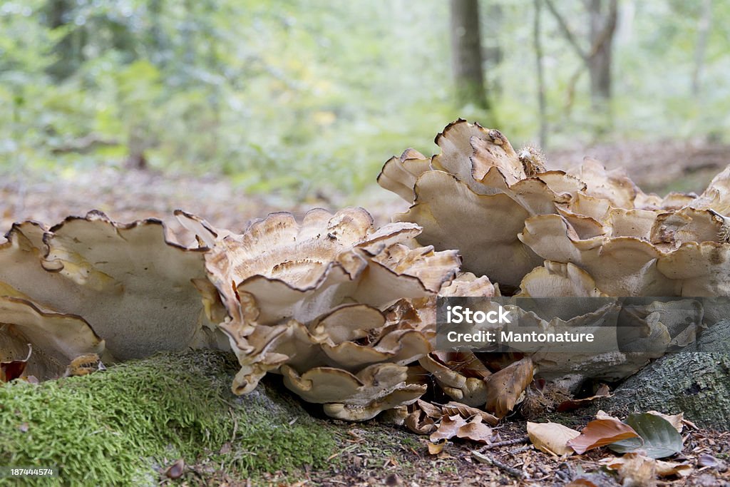 Champignon bois (Meripilus géant) - Photo de Aliment libre de droits