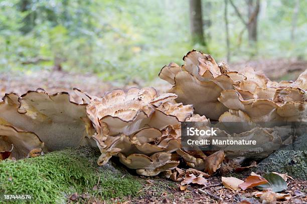 Photo libre de droit de Champignon Bois banque d'images et plus d'images libres de droit de Aliment - Aliment, Automne, Beauté de la nature