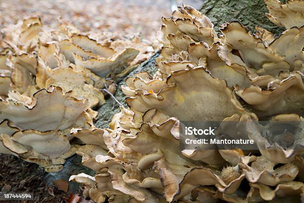 목재 균류 Meripilus Giganteus 0명에 대한 스톡 사진 및 기타 이미지 - 0명, 가을, 갈색