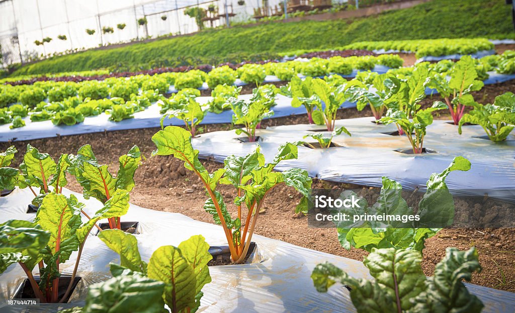 Hydroponic 野菜の庭園を備えておりま��す。 - 水栽培のロイヤリティフリーストックフォト