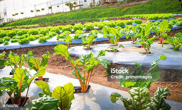 Hydroponic 野菜の庭園を備えております - 水栽培のストックフォトや画像を多数ご用意 - 水栽培, 花, オーガニック