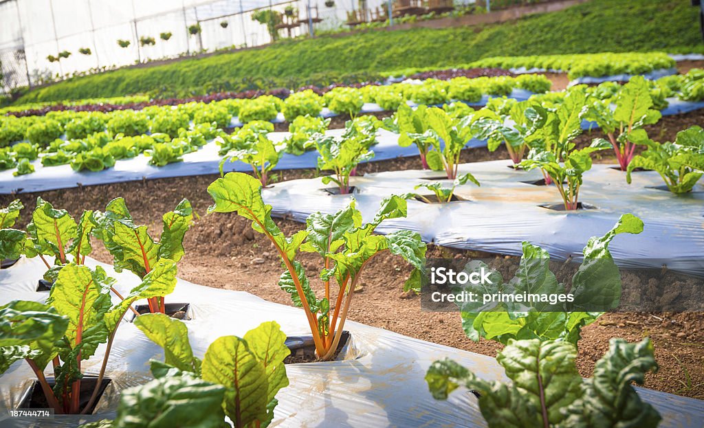 Hydroponicznych warzyw w ogrodzie. - Zbiór zdjęć royalty-free (Hydroponika)