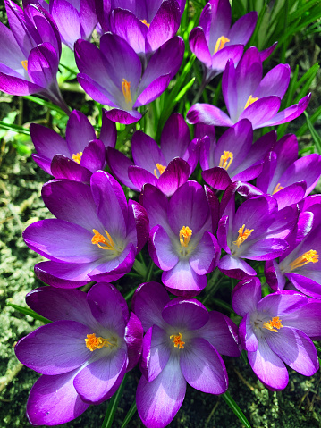A stunning display of vibrant purple crocuses creating a picturesque scene, adorning the springtime lawn with their lively colors.