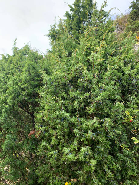 istock Detailed View of a Juniper Bush with Ripe Berries 1874452206