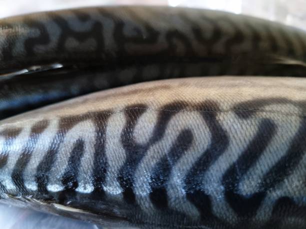 istock Close-up of mackerel fish 1874453263