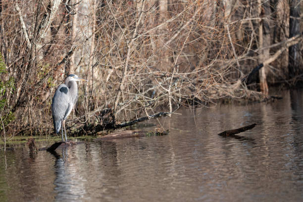 istock Egret bird in water 1874458060