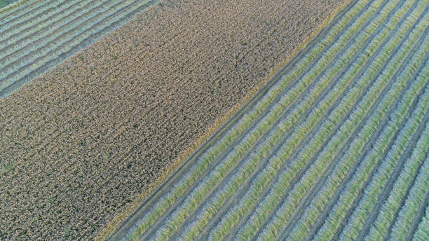 istock Aerial photos of rice fields in North China Plain 1874464357