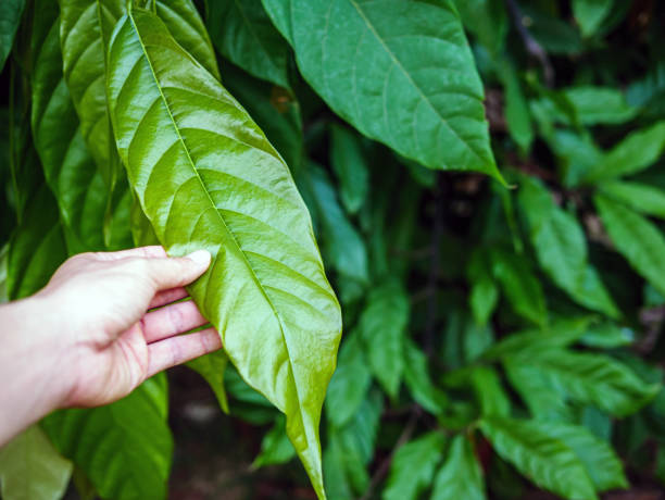 istock young green leaf cocoa on cocoa plant, cacao tree 1874464879