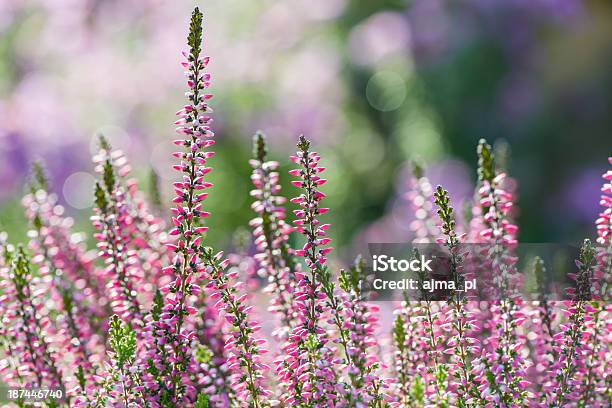 Heather In A Sunlight Stock Photo - Download Image Now - Autumn, Back Lit, Botany