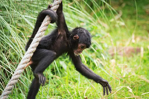A baby Siamang, the largest gibbon holding onto a rope and reaching out.