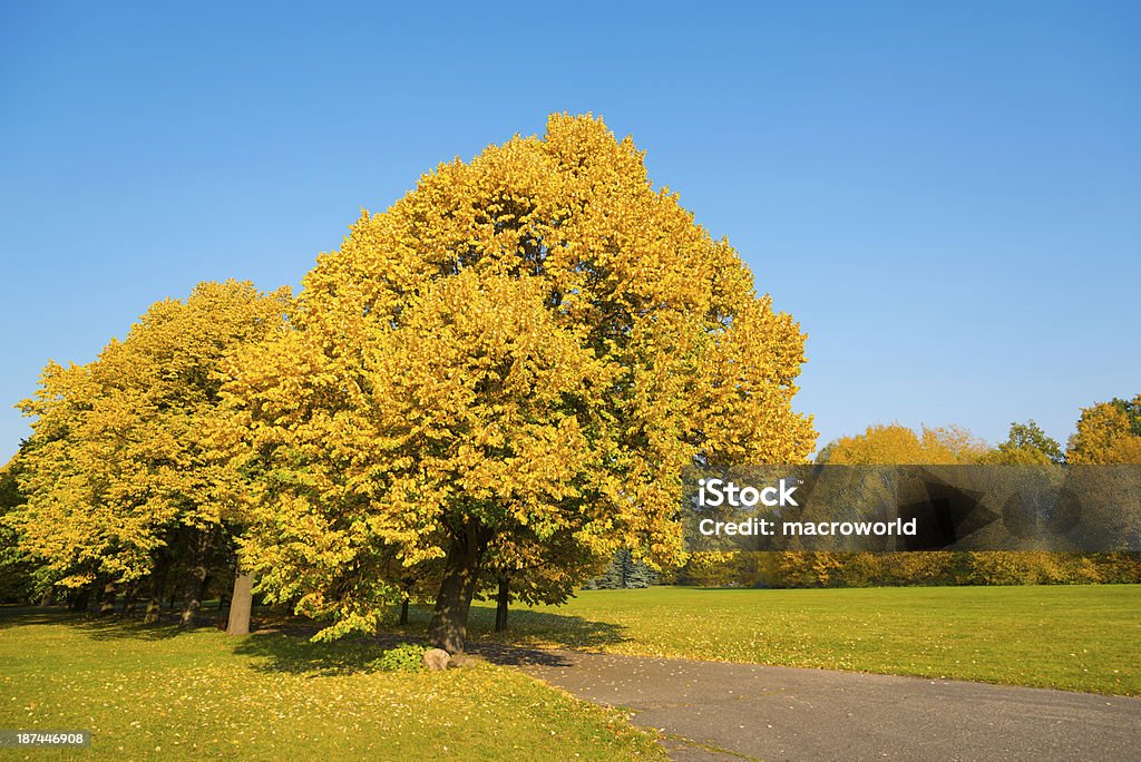 Herbst-Landschaft - 36 Mpx - Lizenzfrei Baum Stock-Foto