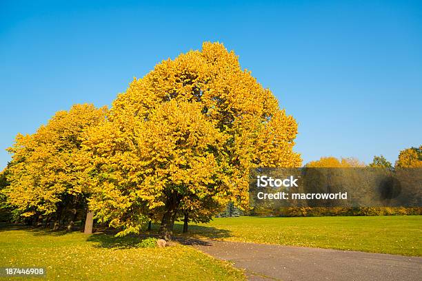 Herbstlandschaft 36 Mpx Stockfoto und mehr Bilder von Baum - Baum, Baumbestand, Beleuchtet