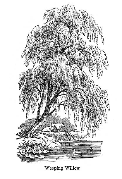 Weeping Willow Tree Vintage engraving showing a Weeping Willow Tree,1864 weeping willow stock illustrations