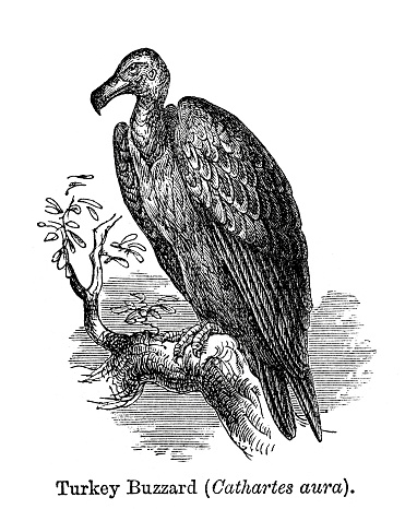 Vintage engraving showing a Turkey Vulture, (Cathartes aura), also known in some North American regions as the turkey buzzard, 1864