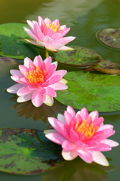 pink lotus. - lotus seerose fotos stock-fotos und bilder