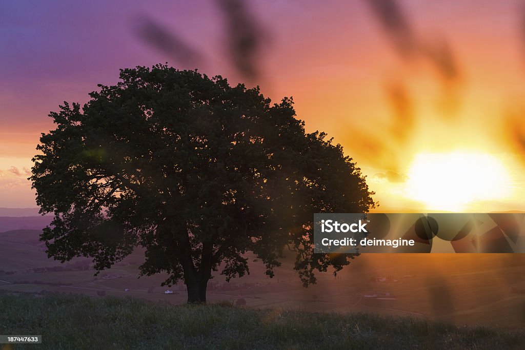 Singolo albero sulle colline toscane - Foto stock royalty-free di Albero