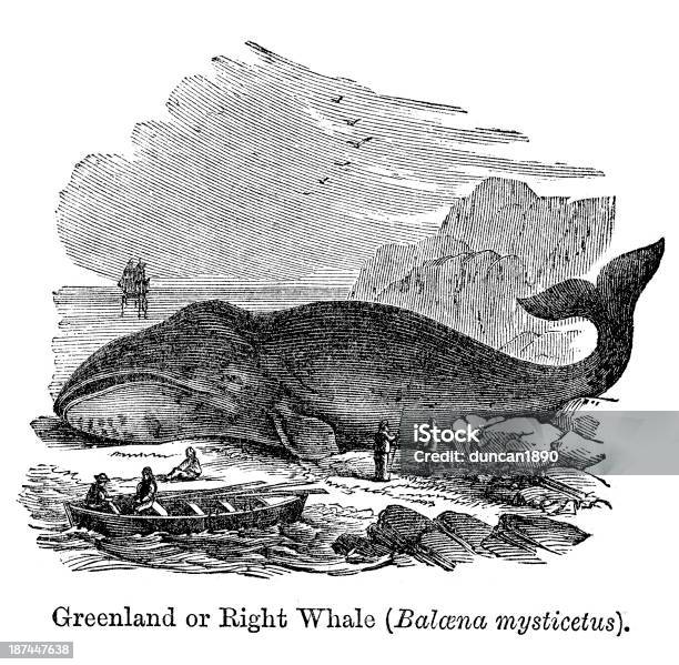グリーンランドセミクジラ - 捕鯨のベクターアート素材や画像を多数ご用意 - 捕鯨, イラストレーション, 水産業