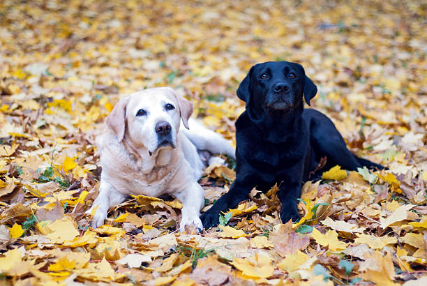 2 200 Two Cute Labrador Puppies Stock Photos Pictures Royalty Free 2 200 Two Cute Labrador Puppies Stock Photos Pictures Royalty Free