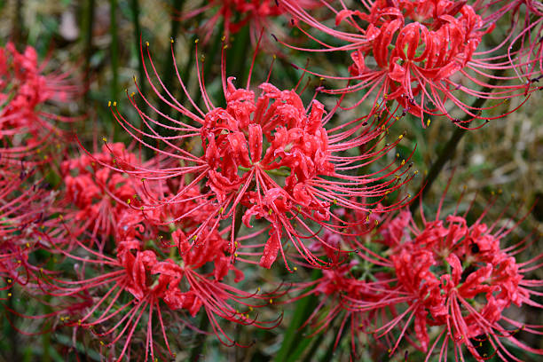 Spider Lilies stock photo