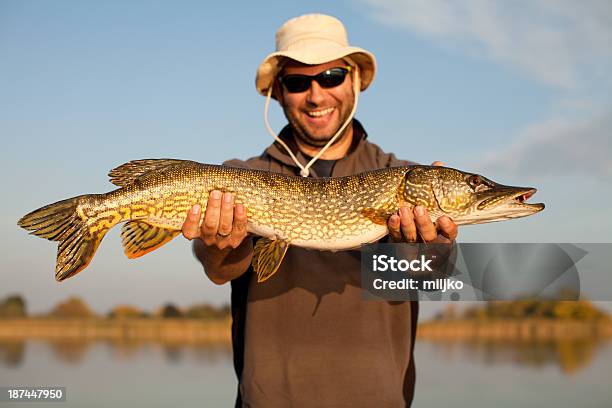 Big Pike Catched - Fotografie stock e altre immagini di Pesce - Pesce, Uomini, Tenere