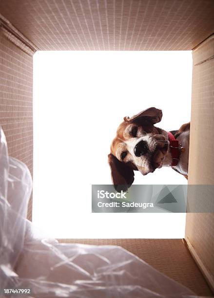 O Que Está Aqui - Fotografias de stock e mais imagens de Cão - Cão, Caixa, Vista de Ângulo Baixo