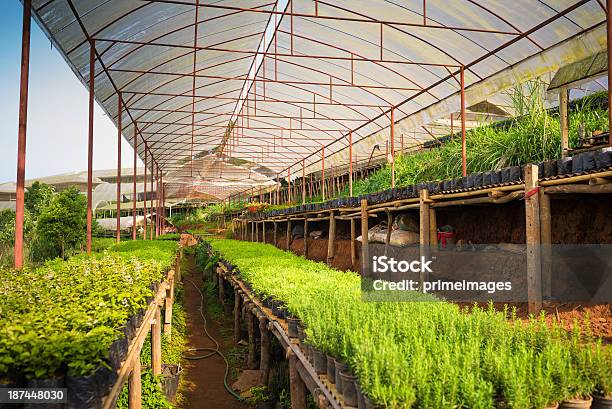 Hydroponic Verdura In Un Giardino - Fotografie stock e altre immagini di Agricoltura - Agricoltura, Aiuola, Albero