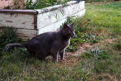 blue American Burmese cat walks along the garden paths