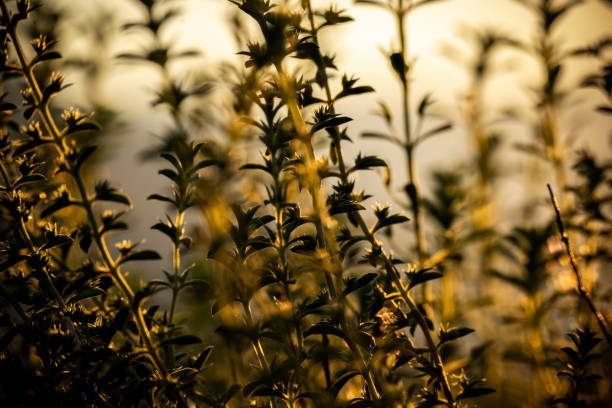 istock Silhoette  di wildflowers against golden sunset background 1874507332