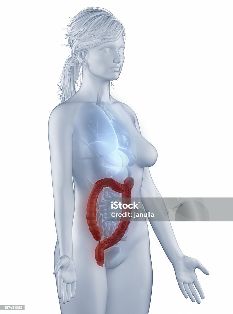 Colon posição anatomia mulher isolada vista lateral - Foto de stock de Adulto royalty-free