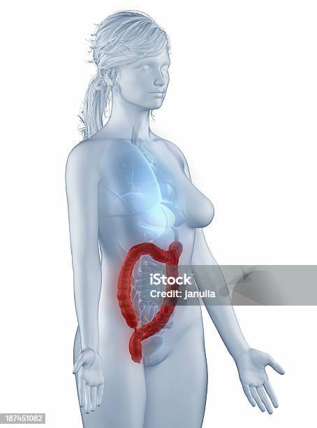 Foto de Colon Posição Anatomia Mulher Isolada Vista Lateral e mais fotos de stock de Adulto