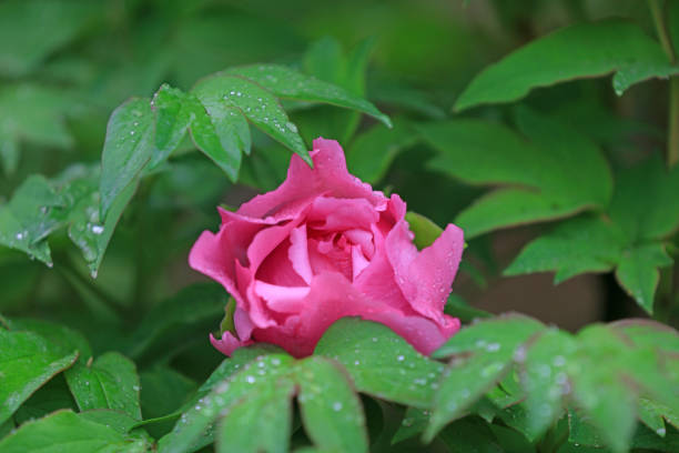 istock Blooming peonies in the park, China 1874511528