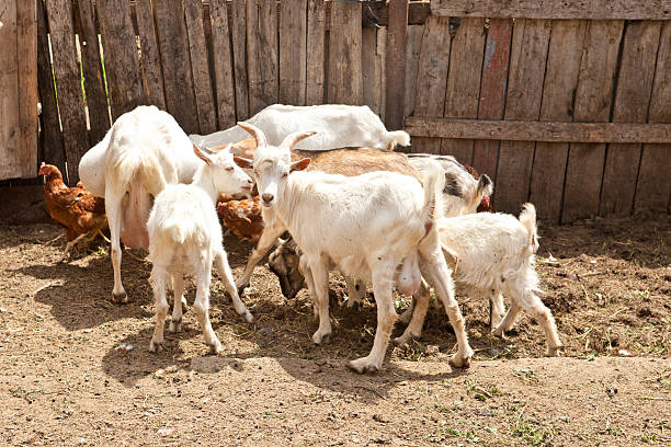 istock herd of goats 187451193