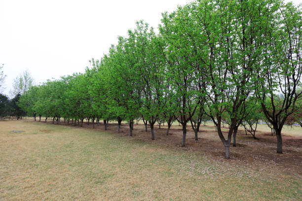 istock Green plants in the park, North China 1874512811