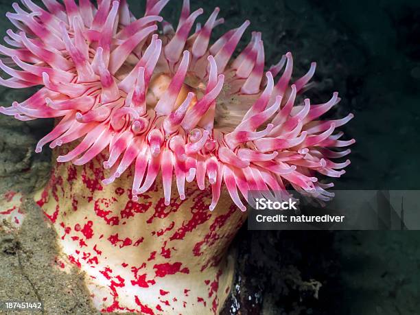 페인트 아네모네 Urticina Grebelnyi 달리아아네모네에 대한 스톡 사진 및 기타 이미지 - 달리아아네모네, 대양저, 도시를 벗어난 장면