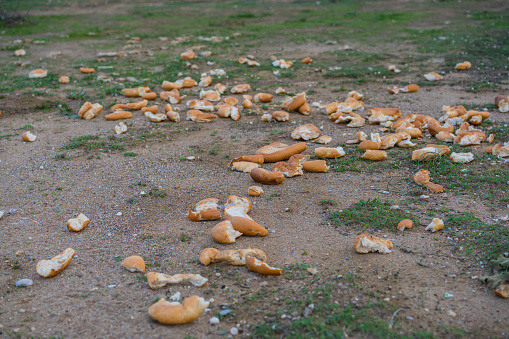 Loaves of bread lying scattered and rotting on the green grass