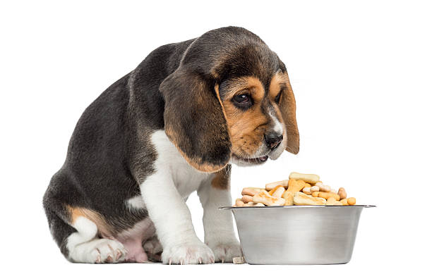 istock Beagle puppy sitting in front of full bowl with despair 187451533