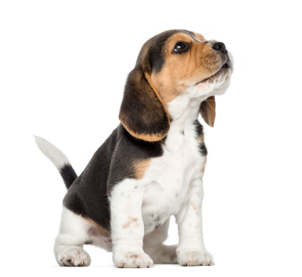Beagle cachorro howling, mirando hacia arriba, Aislado en blanco photo