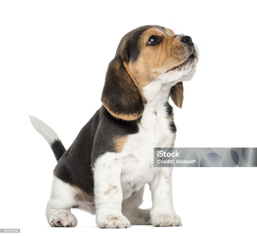 Beagle puppy howling, looking up, isolated on white Puppy Stock Photo