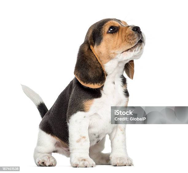 Beagle Puppy Howling Looking Up Isolated On White Stock Photo - Download Image Now
