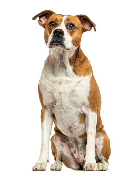 istock American Bulldog sitting, isolated on white 187451548