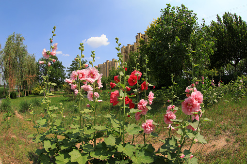 Hollyhock flower blossoms in the park, Luannan County, Hebei Province, China