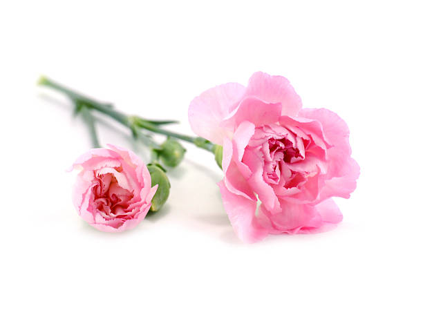 istock close up spray carnation flower 187451822