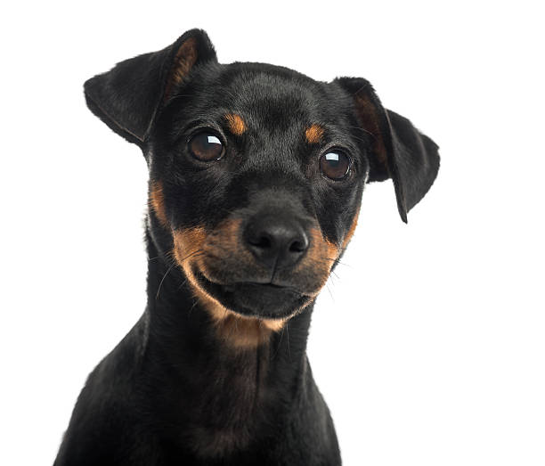 istock Close-up of a Pinscher, isolated on white 187451997