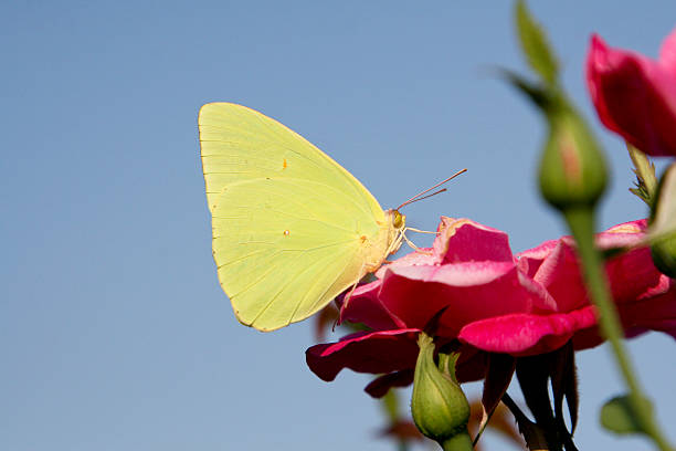 Papillon sans nuages Sulphur - Photo