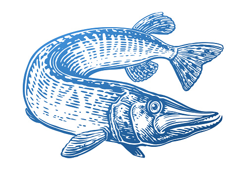 Big pike is swimming. Predatory fish in water. Hand drawn aquatic animal vector illustration