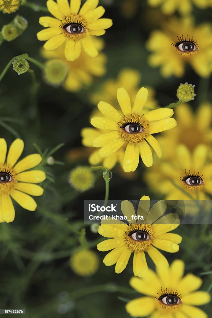 Ojos de flor - Foto de stock de Abstracto libre de derechos