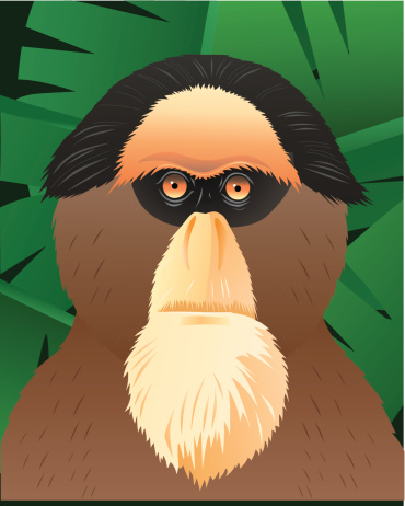 Vector illustration of a Guenon monkey.