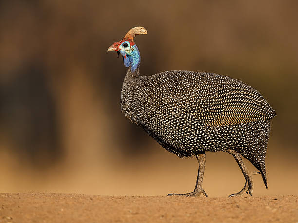 Guineafowl walking on gravel stock photo