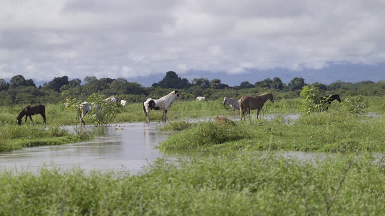 Herd of  Horses (Equus ferus caballus)  in the Caño Negro wetlands, Costa Rica.