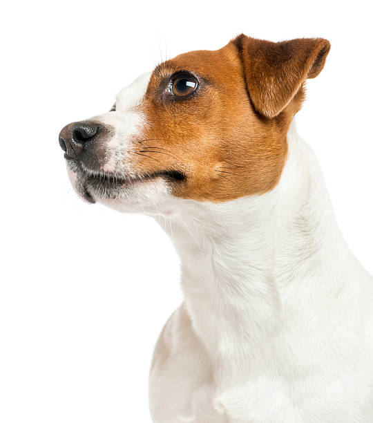 istock Close-up of a Jack Russell Terrier's profile, looking up 187453791